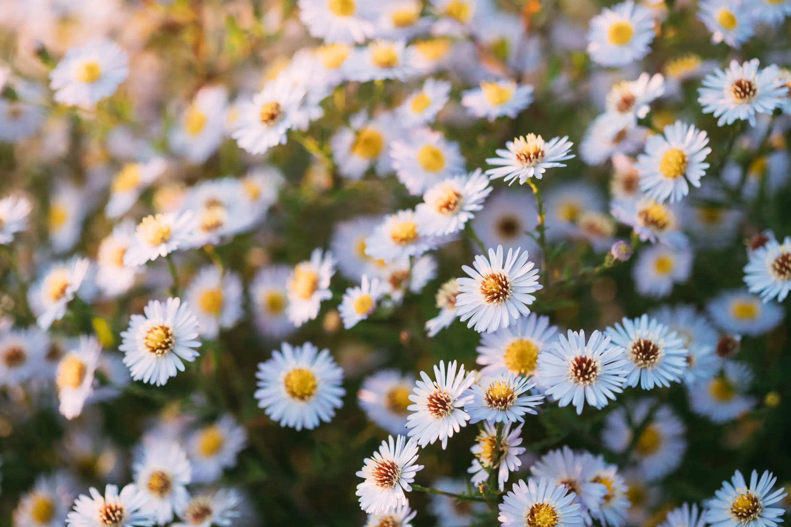 Réalisation, Fleurs du large, paysagiste à Bretignolles-sur-Mer